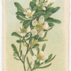 Leptospermum levigatum (Coast Tea Tree).