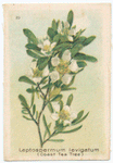 Leptospermum levigatum (Coast Tea Tree).