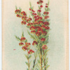 Boronia megastigma (Sweet scented Boronia).