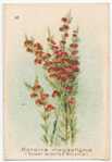 Boronia megastigma (Sweet scented Boronia).