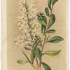 Bursaria spinosa (Native Box).