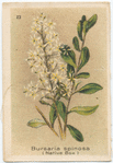 Bursaria spinosa (Native Box).