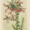 Tetratheca thymifolia (Thyme-leaved Tetratheca).