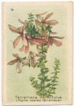 Tetratheca thymifolia (Thyme-leaved Tetratheca).