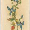 Lobelia dentata (Lobelia).
