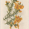 Dillwynia ericifolium (Heath-leaved Dillwynia).