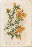 Dillwynia ericifolium (Heath-leaved Dillwynia).