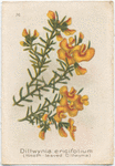 Dillwynia ericifolium (Heath-leaved Dillwynia).