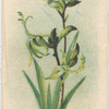 Macropodia fumosa (Black Kangaroo Paw).