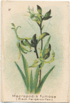 Macropodia fumosa (Black Kangaroo Paw).