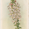 Eriostemon buxifolius (Box-leaved Eriostemon).