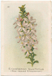 Eriostemon buxifolius (Box-leaved Eriostemon).