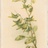 Crotalaria Cunninghamii (Bird Flower).