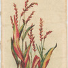 Polygonum minus (Knotgrass).