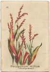 Polygonum minus (Knotgrass).