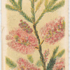 Melaleuca ericifolia (Heath-leaved Tea Tree).