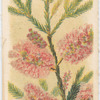 Melaleuca ericifolia (Heath-leaved Tea Tree).
