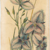Thysanotus tuberosus (Fringed Violet).