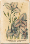 Thysanotus tuberosus (Fringed Violet).