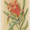 Lambertia formosa (Honey flower).