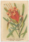 Lambertia formosa (Honey flower).