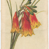 Blandfordia flammea (Christmas Bells).