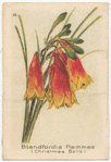Blandfordia flammea (Christmas Bells).