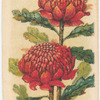 Tolopea speciosissima (Waratah).