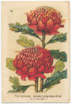Tolopea speciosissima (Waratah).