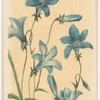 Wahlenbergia gracilis (Harebell).