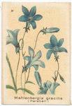 Wahlenbergia gracilis (Harebell).