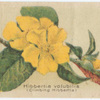 Hibbertia volubilis (Climbing Hibbertia).