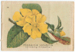 Hibbertia volubilis (Climbing Hibbertia).