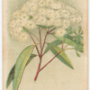 Eucalyptus corymbosa (Bloodwood).