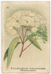 Eucalyptus corymbosa (Bloodwood).
