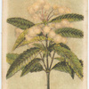 Callicoma serratifolium [serratifolia](Saw-leaved Callicoma).