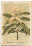 Callicoma serratifolium [serratifolia](Saw-leaved Callicoma).