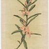 Crowea Saligna (Willow-leaved Crowea).