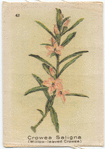 Crowea Saligna (Willow-leaved Crowea).