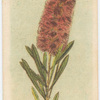 Callistemon lanceolatus (Crimson Bottle Brush).