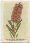 Callistemon lanceolatus (Crimson Bottle Brush).