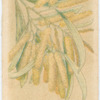 Acacia glaucescens (Coast Myall).