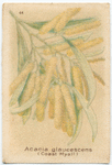 Acacia glaucescens (Coast Myall).