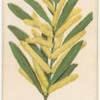 Acacia longifolia (Sydney Golden Wattle).