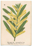 Acacia longifolia (Sydney Golden Wattle).