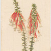 Epacris longiflora (Native Fuchsia).