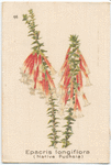 Epacris longiflora (Native Fuchsia).