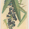 Hardenbergia monophylla (False Sarsaparilla).