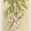 Tecama [tecoma] australis (Wonga Wonga Vine).