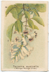 Tecama [tecoma] australis (Wonga Wonga Vine).